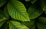 Análise foliar