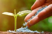 Fertilizante e Corretivos Agrícola