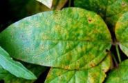 Fitopatologia de plantas